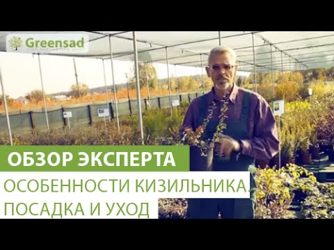 Особенности кизильника. Посадка и уход