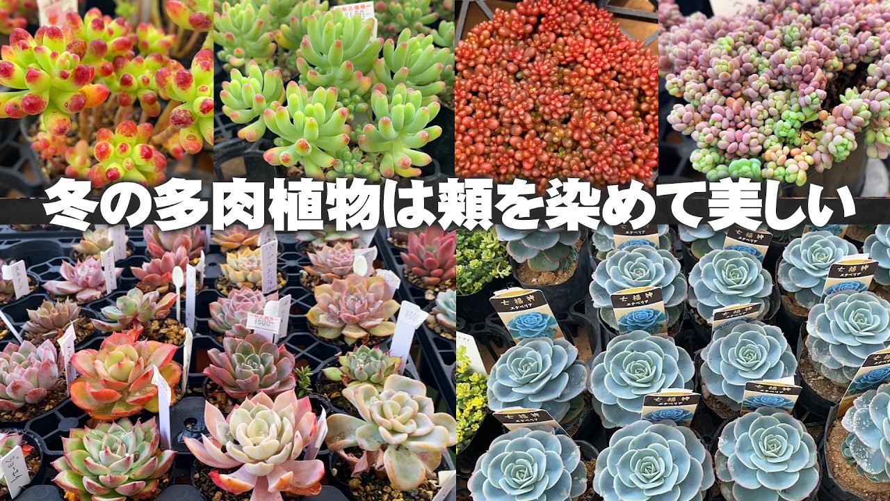 【可愛くて美しい】寒さで紅葉する冬の個性的な多肉植物の品種を見てまわる【園芸】【ガーデニング】