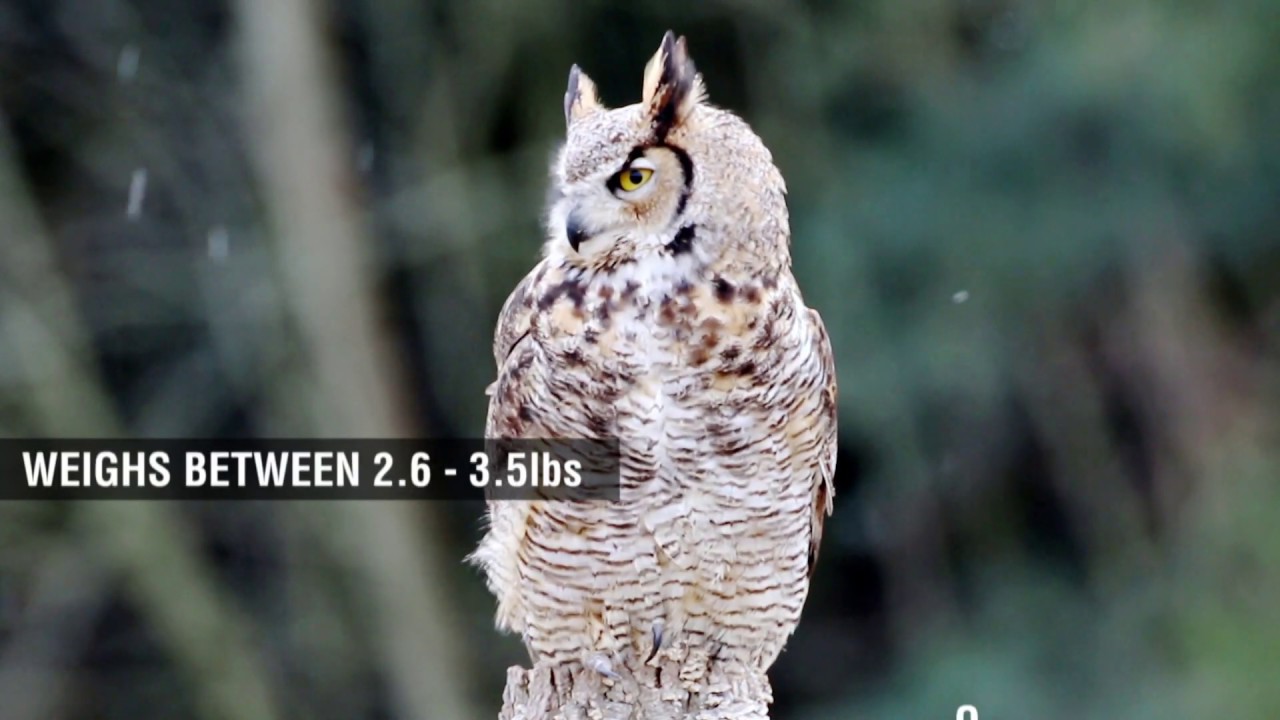 Great Horned Owl Fun Facts for Kids YouTube