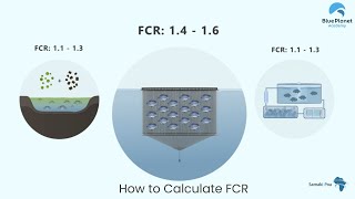 Farm Management How To Calculate Kpis - Feed Conversion Ratio Fcr