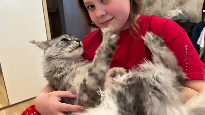 Video 9850481: mains coon cat mainecoon, mainecoon cats cute catlover, mainecoon cat animals cute, mainecoon cat cute love