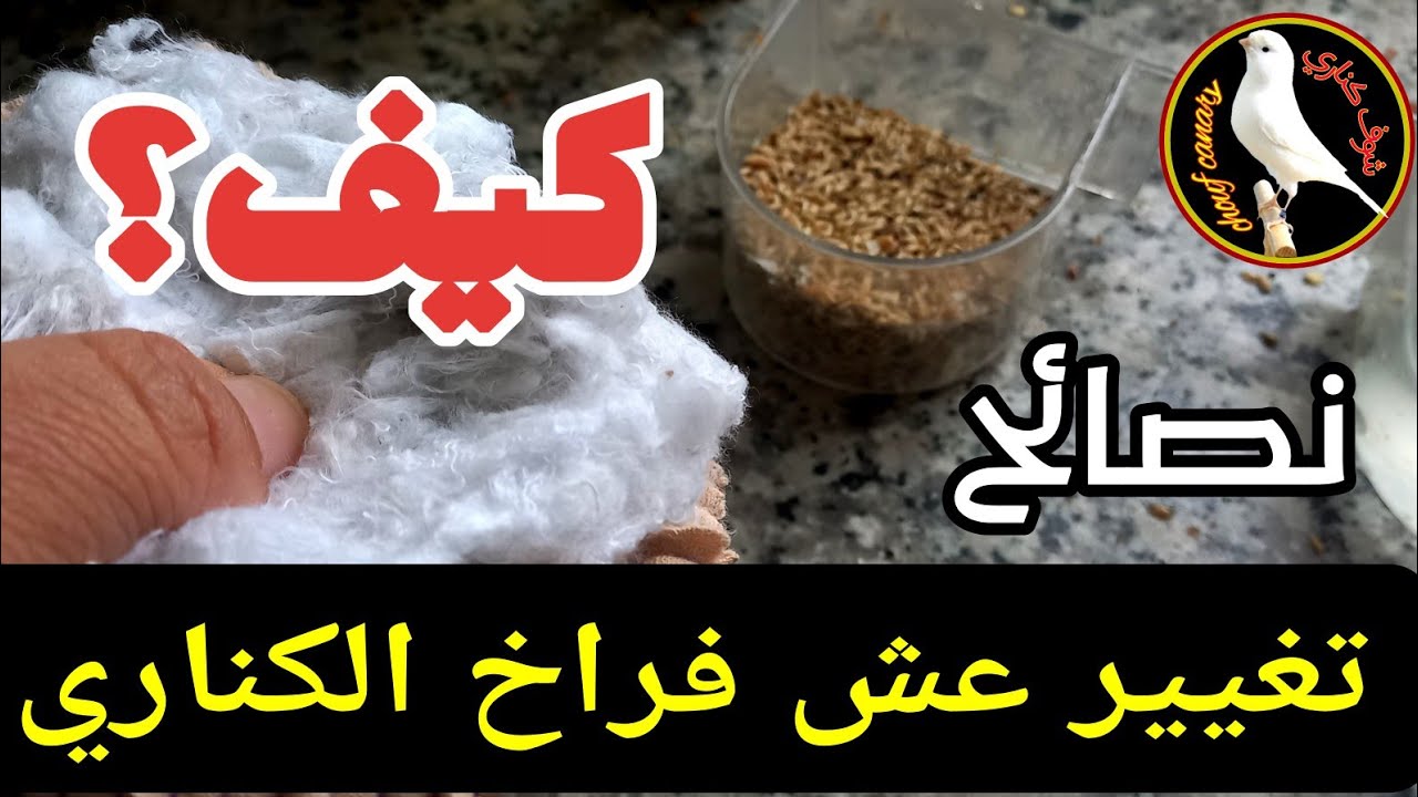 تغيير عش فراخ الكناري ضروري لطرد الفاش من عش الكناري و القفص - نصائح في تربية الكناري