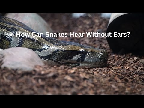 How Can Snakes