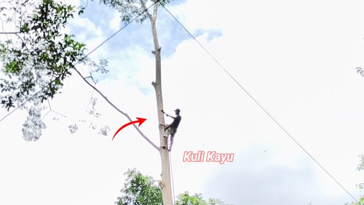 the process of felling tall trees manually #cuttingtalltrees - YouTube