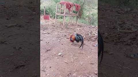 Los peb saib qaib nawb cov phooj ywg