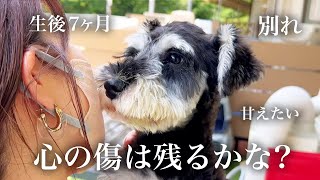 ‍生後ヶ月の子犬を【飼い主が手放した理由】〜ミニチュアシュナウザーの保護犬を我が家にお迎えした日〜