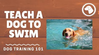 How To Teach A Dog To Swim In A Pool | DOG TRAINING 🐶 #BrooklynsCorner by Brooklyns Corner 341 views 1 year ago 4 minutes, 29 seconds