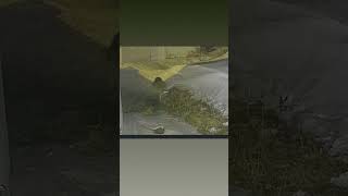 Bozkurt Gray Wolf Pt.2 Türkeşen #wolf #alpha #winter