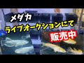 ライブオークションでメダカ販売中です。【メダカ】