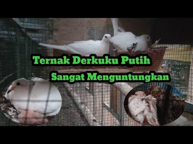 #37#Ternak Derkuku Putih Sangat Menguntungkan class=