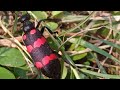 Red Blister Beetle (Mylabris pustulata)