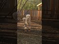 Альпака #альпакапарк