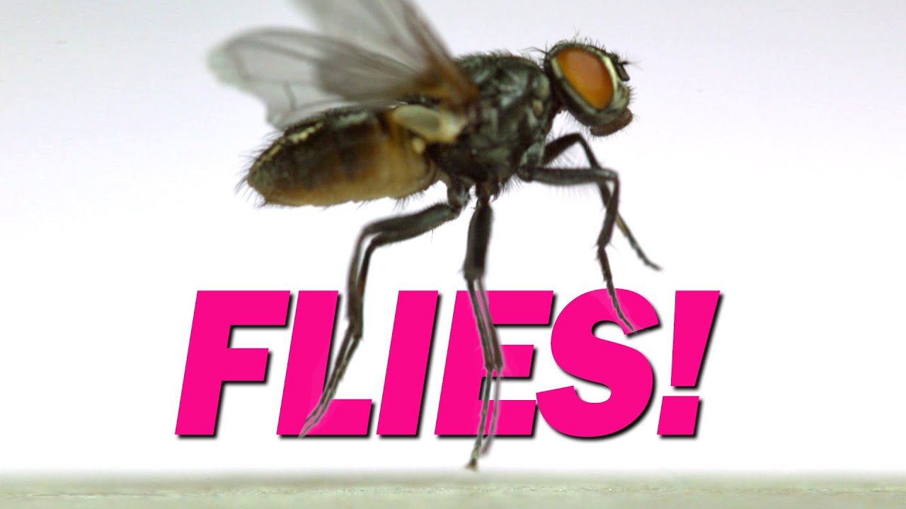 15 Flies Captured in Flight