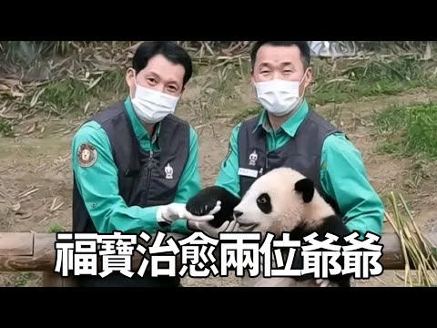 宋爺爺曾因飼養人猿幼崽難過，經推薦飼養愛寶一家，沒想到最終被福寶治愈【有趣的喵哇】