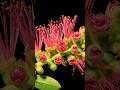 Wonderful Bottlebrush Bloom In 4K Timelapse Flower Timelapse Nature Wonderful Bottlebrush Bloom In 4K Timelapse Flower Timelapse Nature