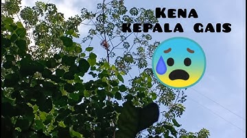 MIKAT SERINDIT DEGIL CURI MAKAN