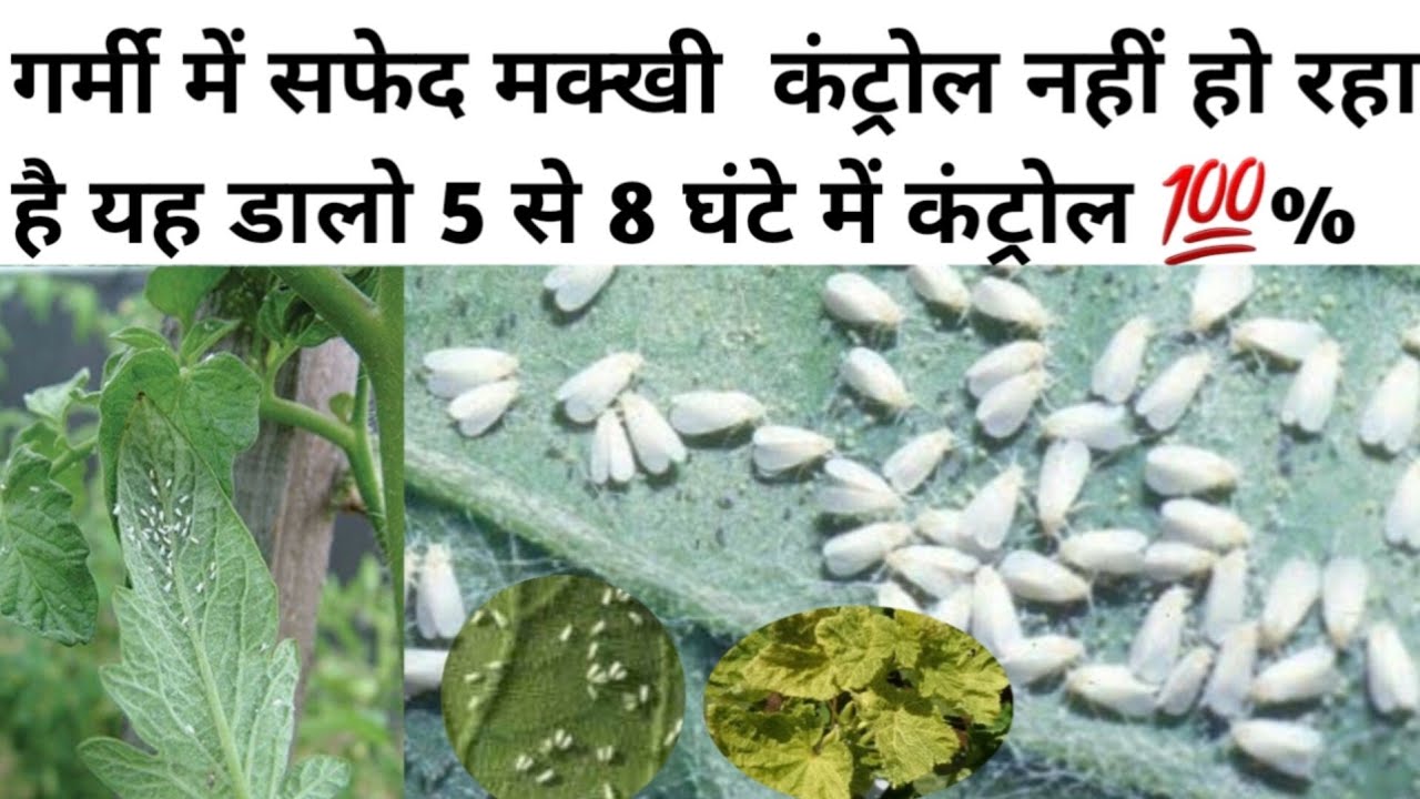 whitefly insect control white fly attack best insecticide for whitefly सफेद मक्खी का