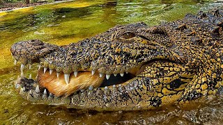 Crocodile feeding & sanctuary vlog!