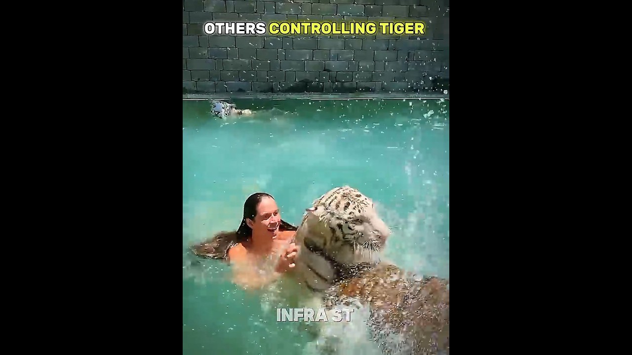 Others controlling tiger VS this guy
