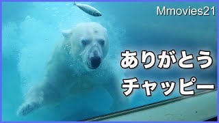 ありがとうチャッピー君　豊橋のんほいパークのホッキョクグマ