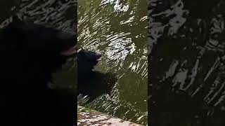 bear Dance #dance#bear