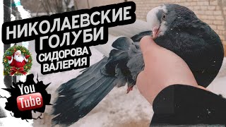 Николаевские голуби Сидорова Валерия п.Прибрежный декабрь 2023 ❄️