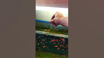 Как правильно кормить рыбок? Правило 5 минут! #aquarium #лайфхаки #guppy #аквариум #распаковка