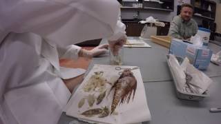 Lionfish Dissection