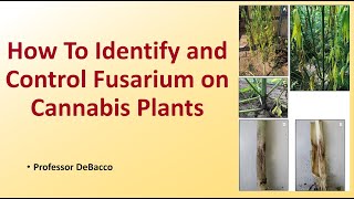 How to Identify and Control Fusarium on Cannabis Plants