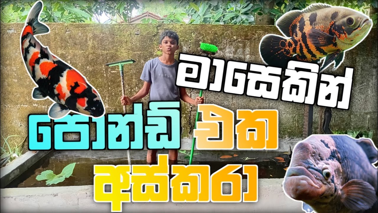 How to Clean My Fish pond | මාසෙකින් පොන්ඩ් එක අස්කරා @SaniruMudalige @thefishyflex