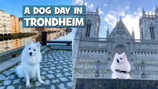 My day as a DOG TOURIST in Trondheim, Norway by MollytheSpitz 492 views 3 years ago 3 minutes, 13 seconds