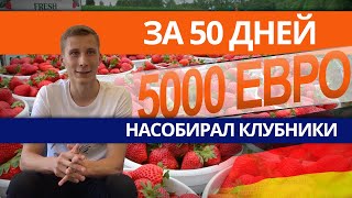 Сбор клубники в Германии. Честный отзыв. Доход 100€ в день? SELFINVEST