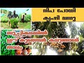 കുഞ്ഞൻ കവുങ്ങ് തൈയുടെ കൃഷി സാധ്യത -  Saju Roshan Farmer From Kerala / GREEN 360