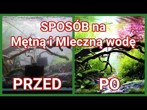 Sposób na PIERWOTNIAKI W AKWARIUM. Mętna woda w akwarium. Mleczna woda w akwarium.