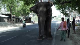 Elephant on the road in India