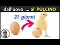 NASCITA DEI PULCINI CON LA COVA DELLA CHIOCCIA