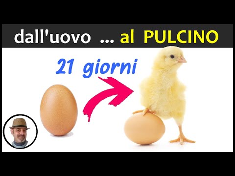 Video: I pulcini hanno bisogno di una cova?