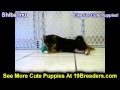 Shiba Inu, Puppies, For, Sale, In, Edmond, Oklahoma, OK, Cleveland, Comanche, Canadian, Rogers, Payn Shiba Inu, Puppies, For, Sale, In, Edmond, Oklahoma, OK, Cleveland, Comanche, Canadian, Rogers, Payn