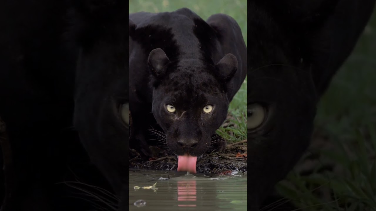 beautiful black panther ❤️ 