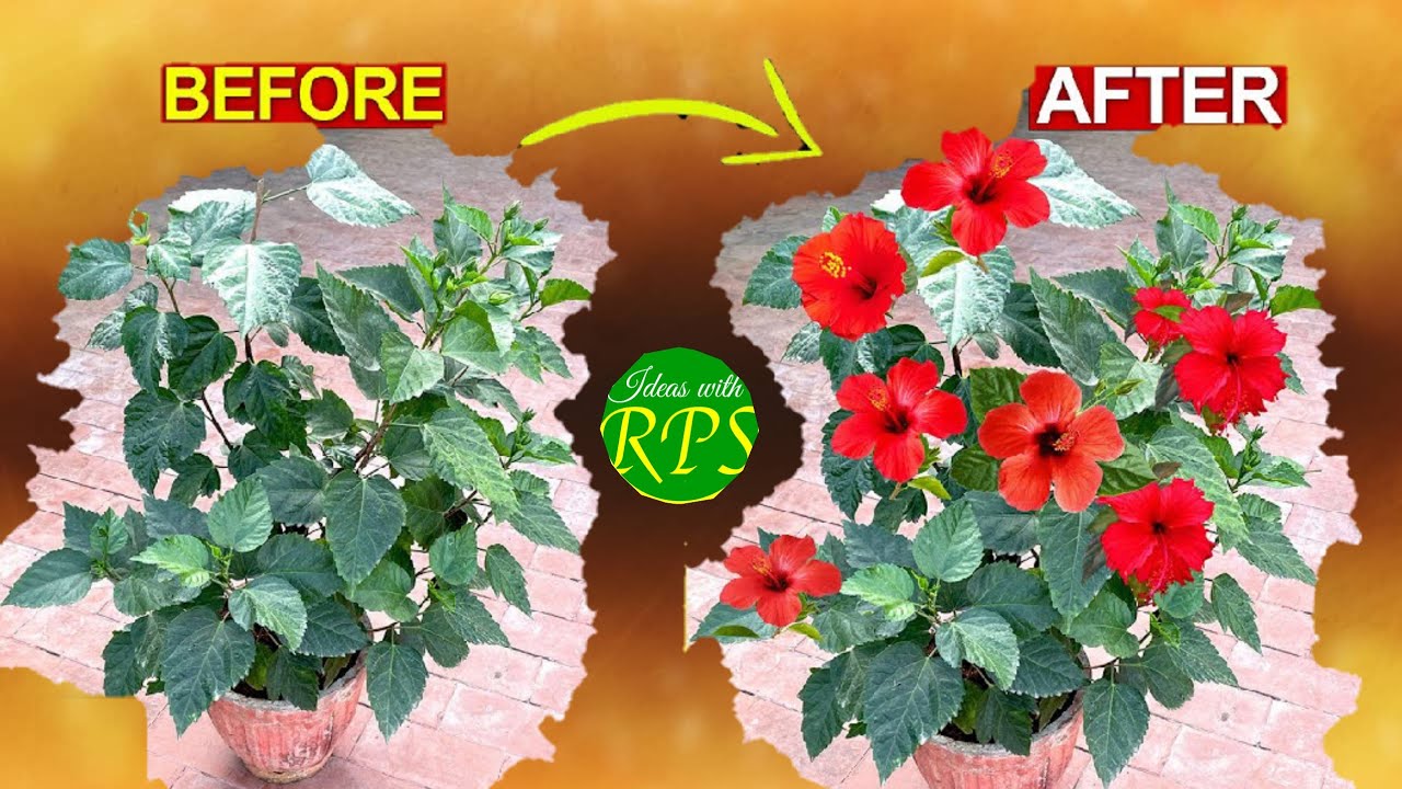 Mastering Hibiscus Care: Tips for More Flowers