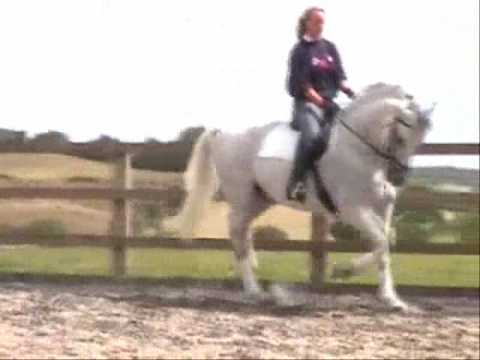 Magico IV  ridden