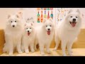 Visiter un caf pour chiens samoyde au japon  samoyde lounge moffu harajuku