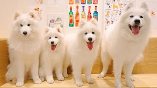 Посещение кафе для собак самоедов в Японии | Samoyed Lounge моффу Харадзюку