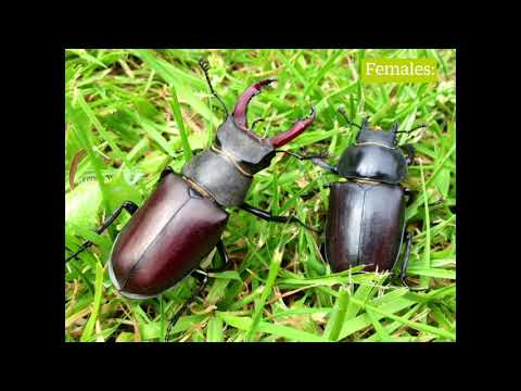 How to identify Stag Beetles