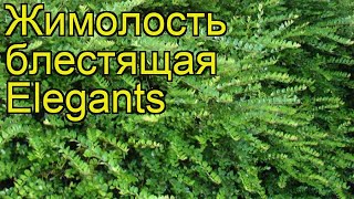 Жимолость блестящая Элегант. Краткий обзор, описание характеристик lonicera nitida Elegants Жимолость блестящая Элегант. Краткий обзор, описание характеристик lonicera nitida Elegants