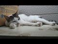今日も待つなっちゃん