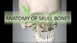 Anatomy of Skull bones - 3D