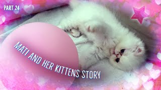 Mati and her kittens. Story 24^:^ by Zen Tavra 118,625 views 4 years ago 3 minutes, 57 seconds