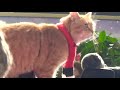 #RIP A Street Cat Named Bob - Premiere @ Curzon Mayfair, London - 03/11/2016