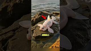 Nature’s Most Unlucky Animals 😱#facts #animalfacts #wildlife